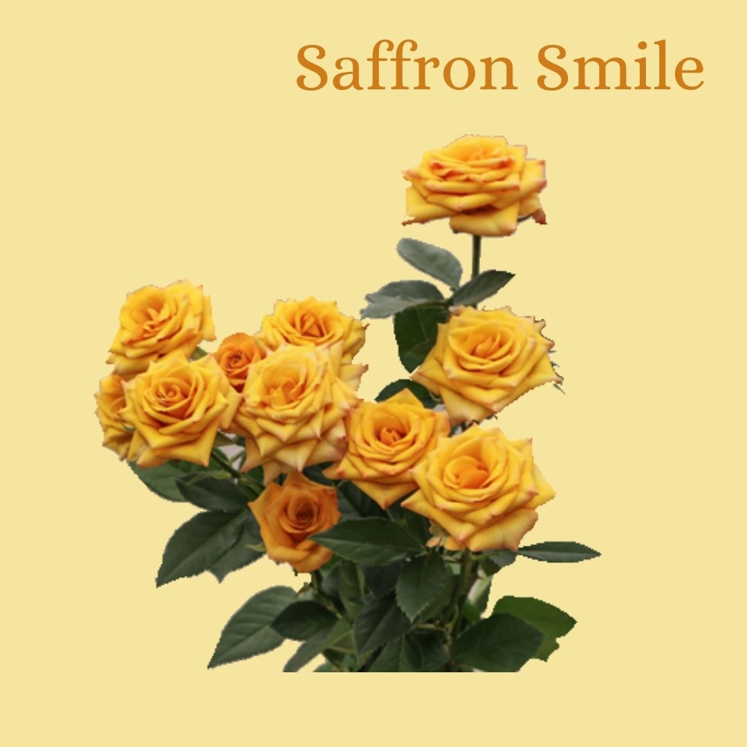 ROSE BR. SAFFRON SMILE 60